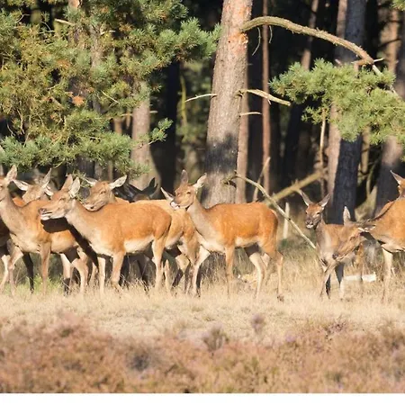 Stayatsas Julia Stijlvol Ingericht, Kindvriendelijk, In Het Bos, Hondje Mag Mee, Parkeren Op Oprit * Epe