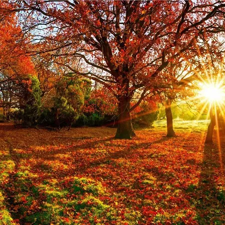 Chalet Stayatsas Julia Stijlvol Ingericht, Kindvriendelijk, In Het Bos, Hondje Mag Mee, Parkeren Op Oprit