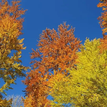 Stayatsas Julia Stijlvol Ingericht, Kindvriendelijk, In Het Bos, Hondje Mag Mee, Parkeren Op Oprit Epe