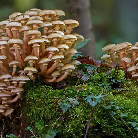 Chalet Stayatsas Julia Stijlvol Ingericht, Kindvriendelijk, In Het Bos, Hondje Mag Mee, Parkeren Op Oprit