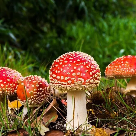 Stayatsas Julia Stijlvol Ingericht, Kindvriendelijk, In Het Bos, Hondje Mag Mee, Parkeren Op Oprit Horská chata