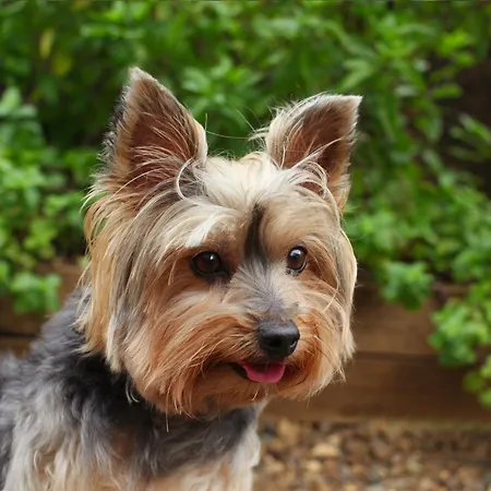 Stayatsas Julia Stijlvol Ingericht, Kindvriendelijk, In Het Bos, Hondje Mag Mee, Parkeren Op Oprit