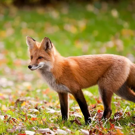 Stayatsas Julia Stijlvol Ingericht, Kindvriendelijk, In Het Bos, Hondje Mag Mee, Parkeren Op Oprit Horská chata *