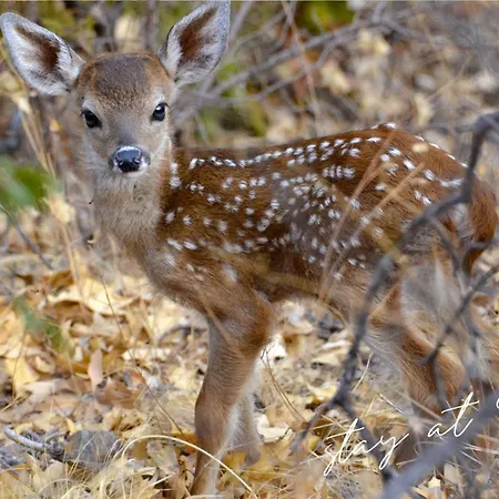 Horská chata Stayatsas Julia Stijlvol Ingericht, Kindvriendelijk, In Het Bos, Hondje Mag Mee, Parkeren Op Oprit