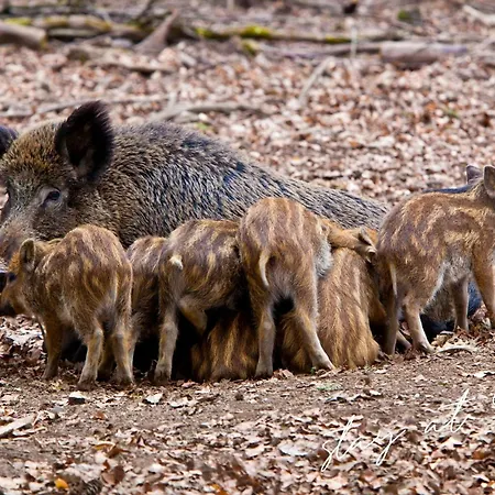 Stayatsas Julia Stijlvol Ingericht, Kindvriendelijk, In Het Bos, Hondje Mag Mee, Parkeren Op Oprit Horská chata *