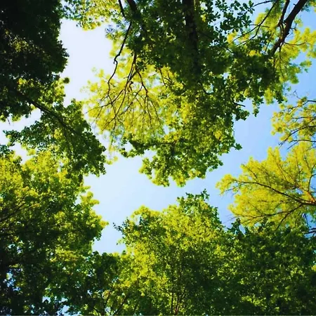 Stayatsas Julia Stijlvol Ingericht, Kindvriendelijk, In Het Bos, Hondje Mag Mee, Parkeren Op Oprit * Epe