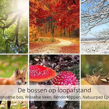 Chalet Stayatsas Julia Stijlvol Ingericht, Kindvriendelijk, In Het Bos, Hondje Mag Mee, Parkeren Op Oprit *