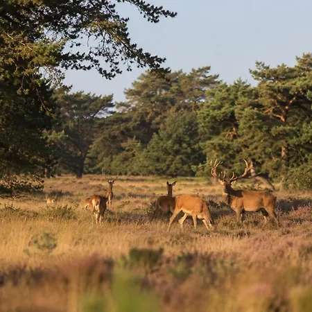 Stayatsas Julia, Stijlvol Natuurhuisje Met Grote Omheinde Tuin