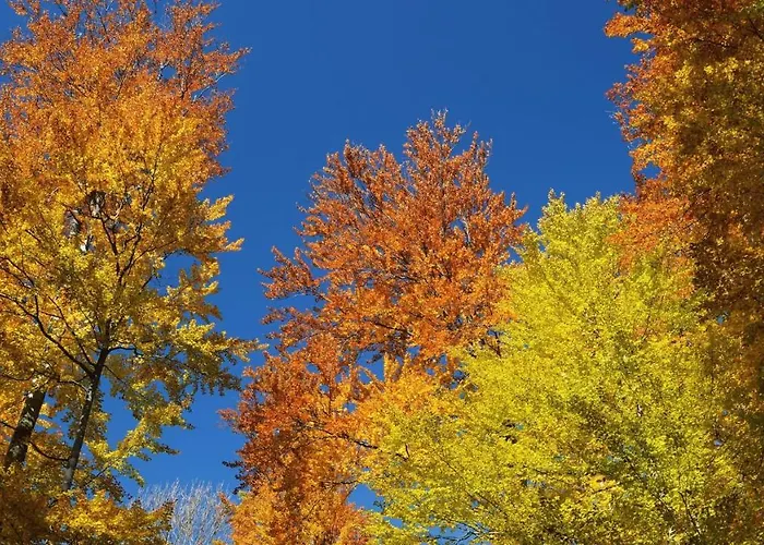 Stayatsas Julia Stijlvol Ingericht, Kindvriendelijk, In Het Bos, Hondje Mag Mee, Parkeren Op Oprit Epe