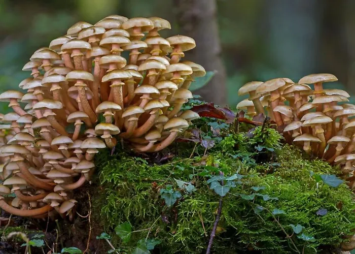 Domek alpejski Stayatsas Julia Stijlvol Ingericht, Kindvriendelijk, In Het Bos, Hondje Mag Mee, Parkeren Op Oprit
