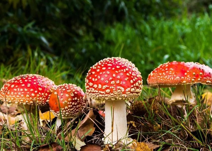 Stayatsas Julia Stijlvol Ingericht, Kindvriendelijk, In Het Bos, Hondje Mag Mee, Parkeren Op Oprit Domek alpejski