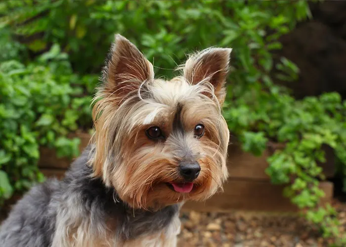 Stayatsas Julia Stijlvol Ingericht, Kindvriendelijk, In Het Bos, Hondje Mag Mee, Parkeren Op Oprit