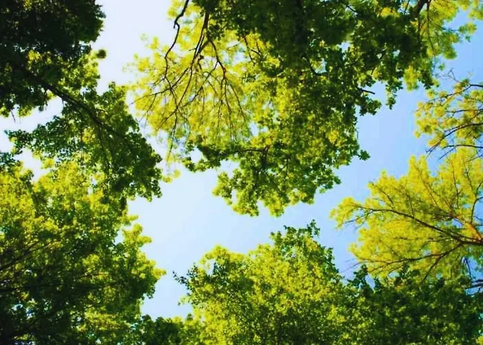 Stayatsas Julia Stijlvol Ingericht, Kindvriendelijk, In Het Bos, Hondje Mag Mee, Parkeren Op Oprit * Epe