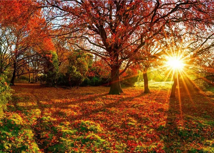 Chalet Stayatsas Julia Stijlvol Ingericht, Kindvriendelijk, In Het Bos, Hondje Mag Mee, Parkeren Op Oprit