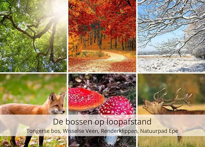 شاليه Stayatsas Julia Stijlvol Ingericht, Kindvriendelijk, In Het Bos, Hondje Mag Mee, Parkeren Op Oprit *