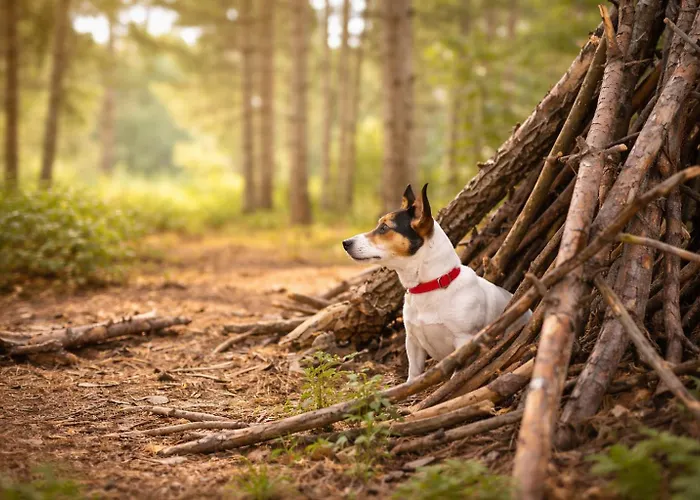 Natuurhuisje Met Omheinde Tuin Hond Welkom Stijlvol Ingericht Stayatsas Julia *